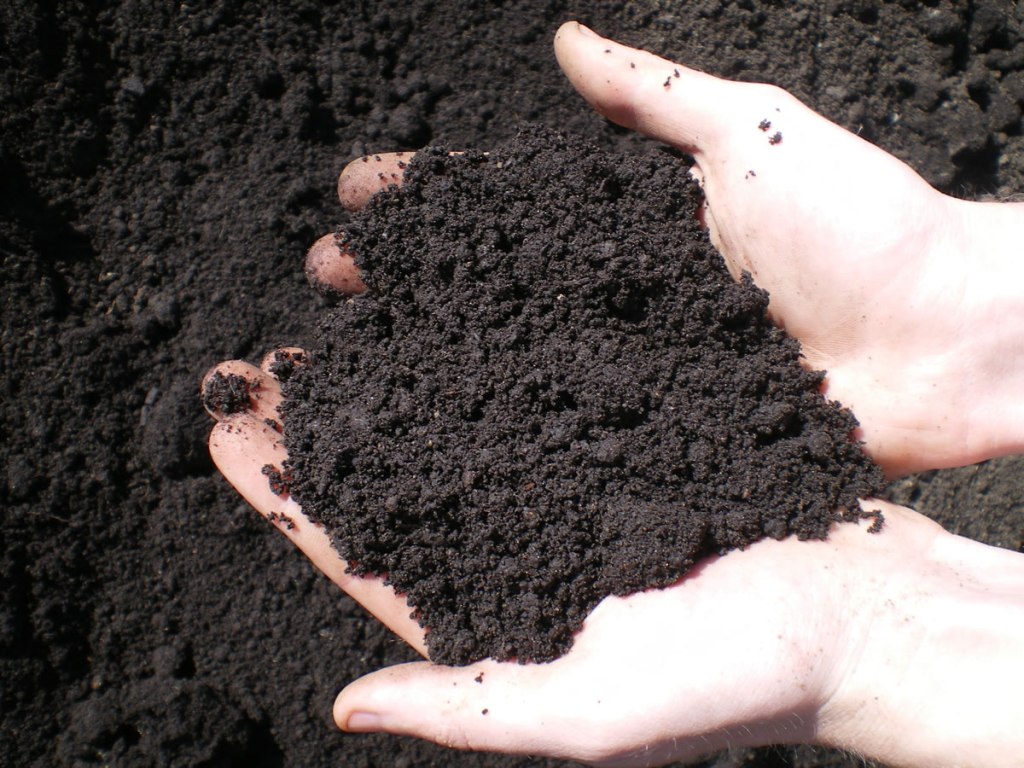 A handful of organic garden soil.